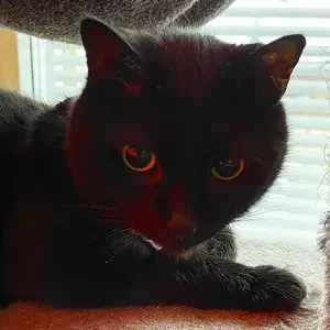 Mama Muru profile picture