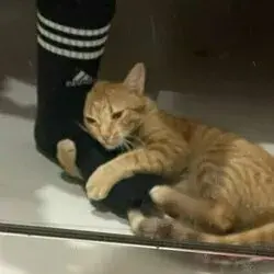 Lkrush profile picture