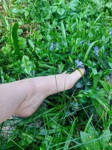 Sylvan Siren profile picture